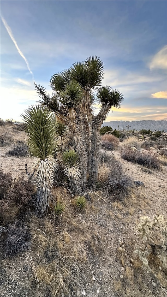 55370 Bunny Rd, Yucca Valley, CA 92284 - photo 4