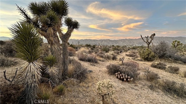 55370 Bunny Rd, Yucca Valley, CA 92284 - photo 5