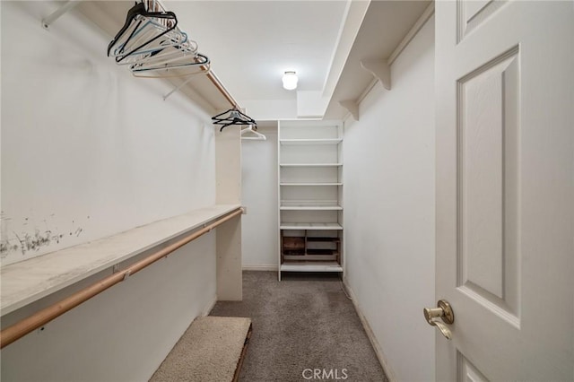 spacious closet featuring carpet