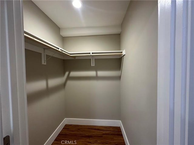 spacious closet featuring dark wood-style flooring