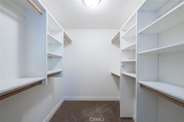 walk in closet featuring carpet