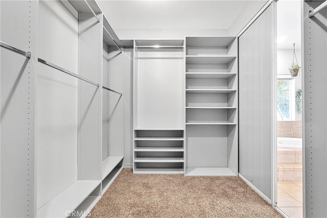 spacious closet featuring carpet flooring