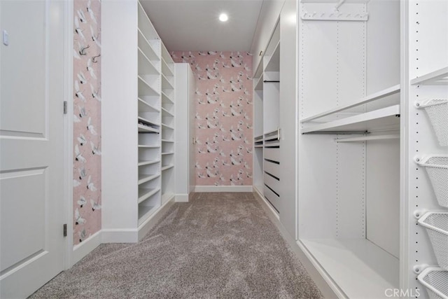 walk in closet featuring carpet floors