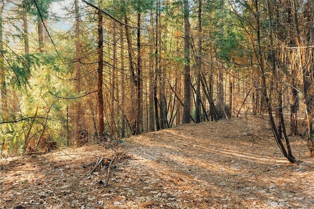 view of nature with a forest view