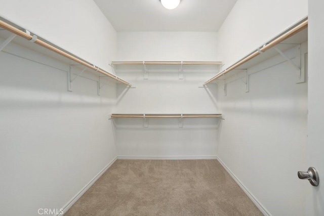 spacious closet featuring carpet