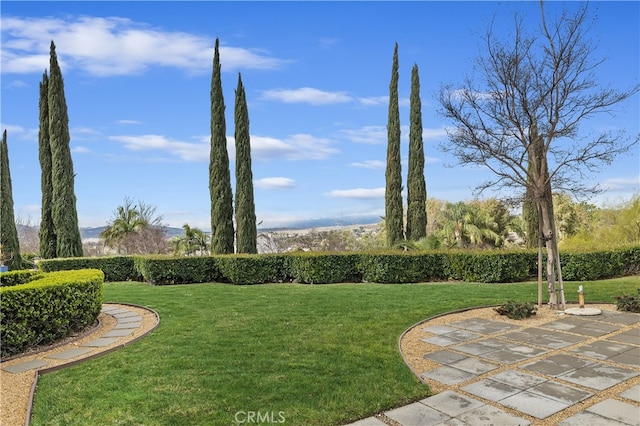 view of yard featuring a patio