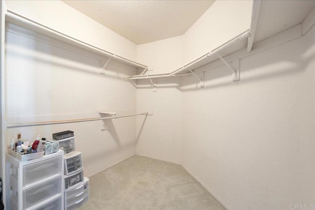 walk in closet featuring carpet floors