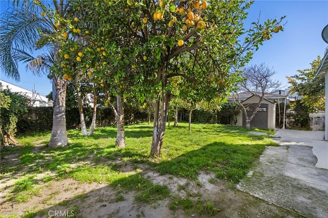 view of yard featuring a garage, driveway, a shed, and an outdoor structure