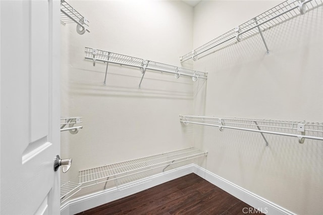 spacious closet featuring dark wood finished floors