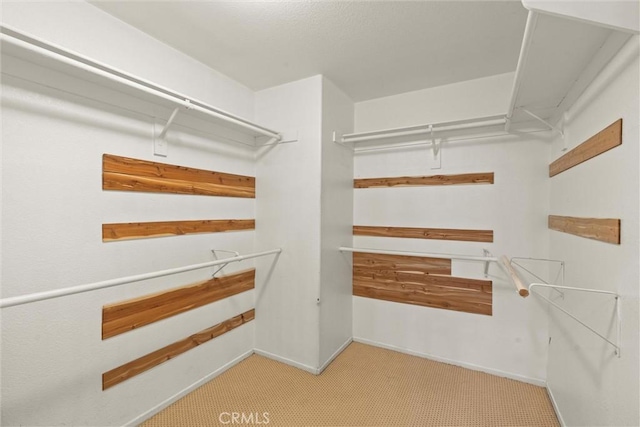 spacious closet featuring carpet floors