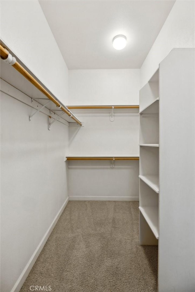 spacious closet featuring carpet