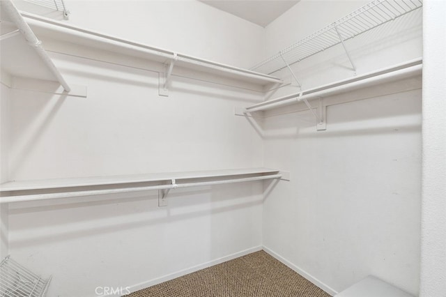 walk in closet with carpet flooring