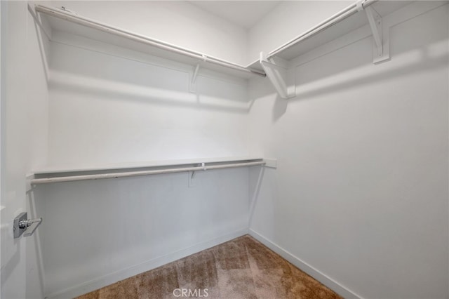 walk in closet with carpet