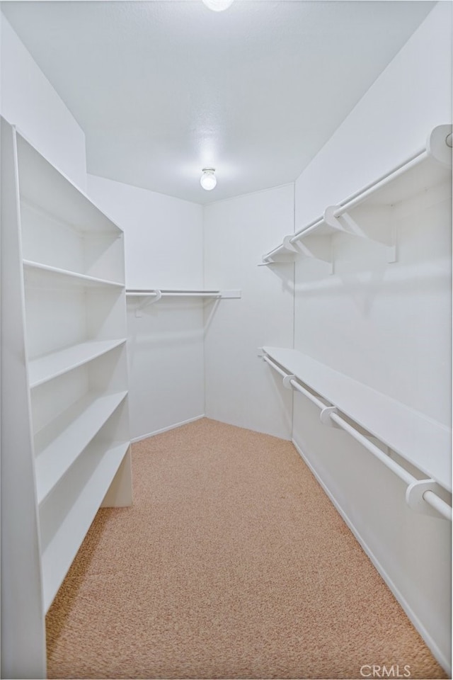 spacious closet featuring carpet flooring