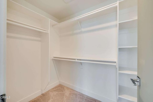 walk in closet featuring carpet floors