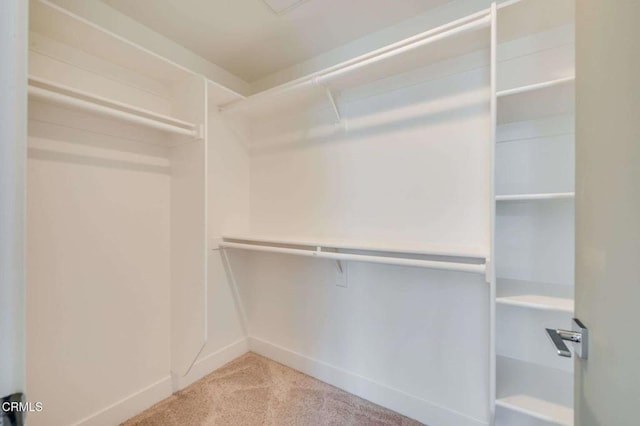 spacious closet featuring carpet