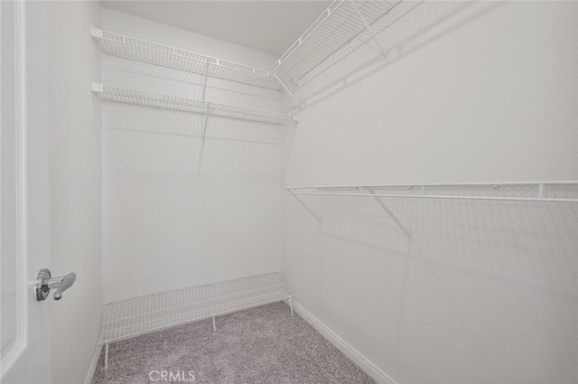 walk in closet featuring carpet flooring