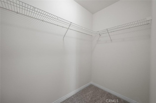 spacious closet featuring carpet flooring