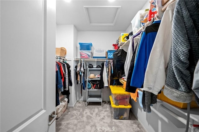 walk in closet with attic access and carpet flooring