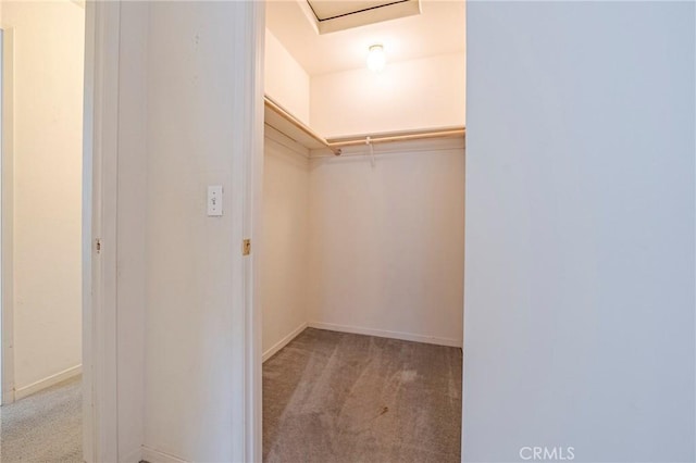 walk in closet featuring carpet floors