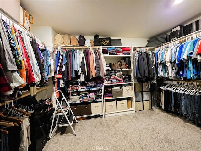 walk in closet with carpet floors