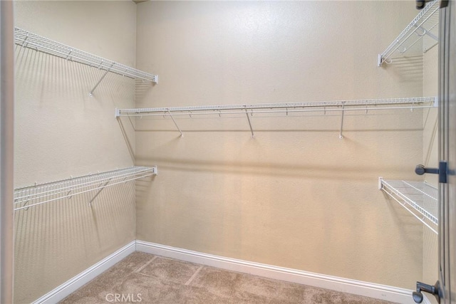 walk in closet featuring carpet flooring