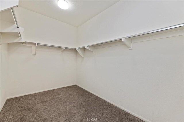 walk in closet featuring carpet floors