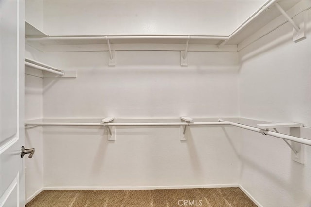 spacious closet featuring carpet