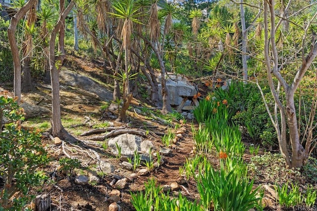 view of local wilderness