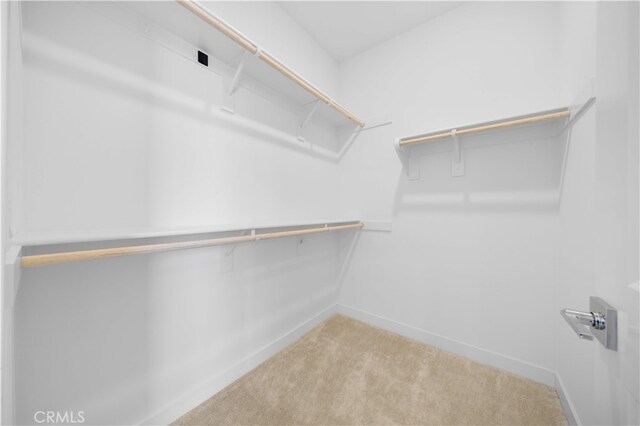 spacious closet featuring carpet flooring