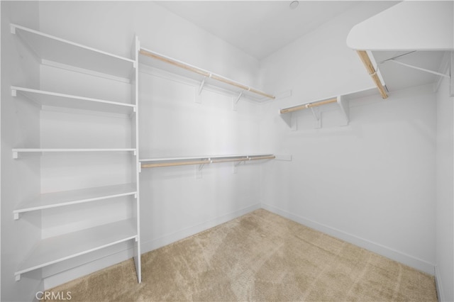 walk in closet featuring carpet flooring