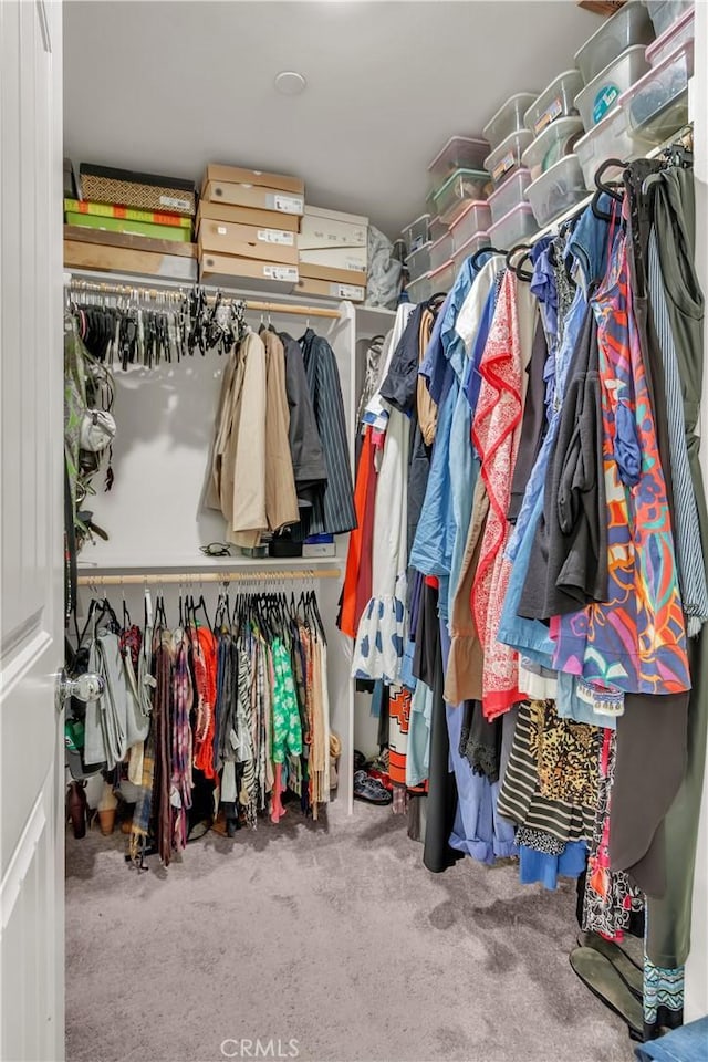 walk in closet with carpet flooring