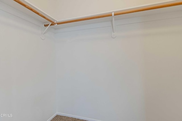 spacious closet featuring carpet flooring