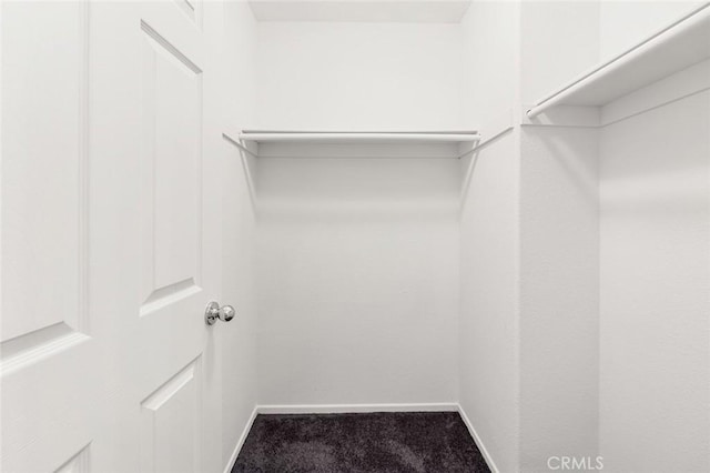 walk in closet featuring carpet floors