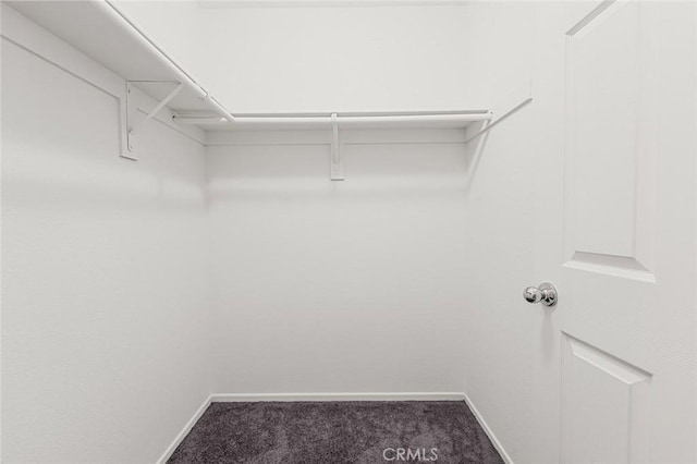 spacious closet featuring carpet flooring