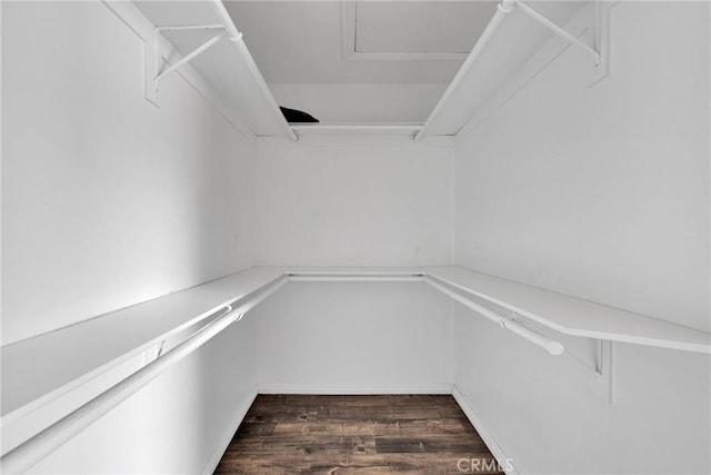 spacious closet featuring dark wood-type flooring