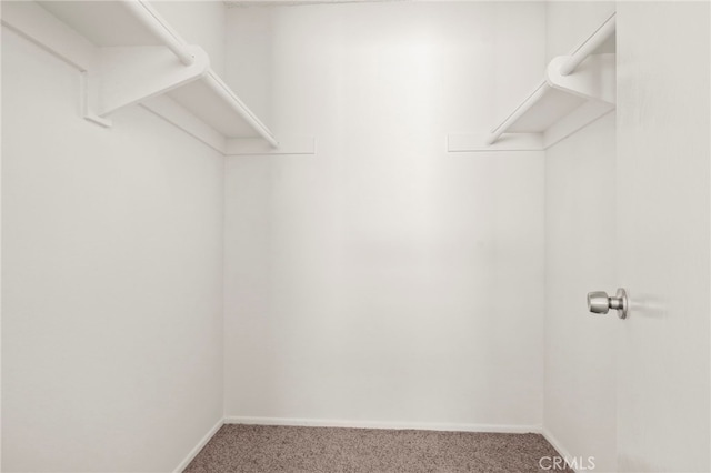 spacious closet with carpet floors