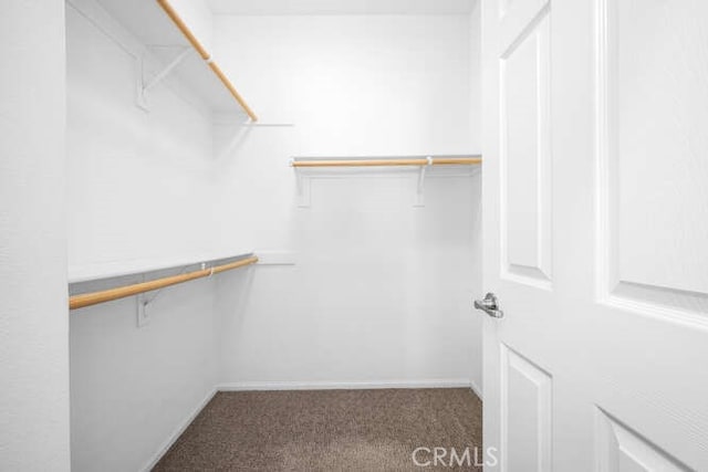 spacious closet featuring carpet