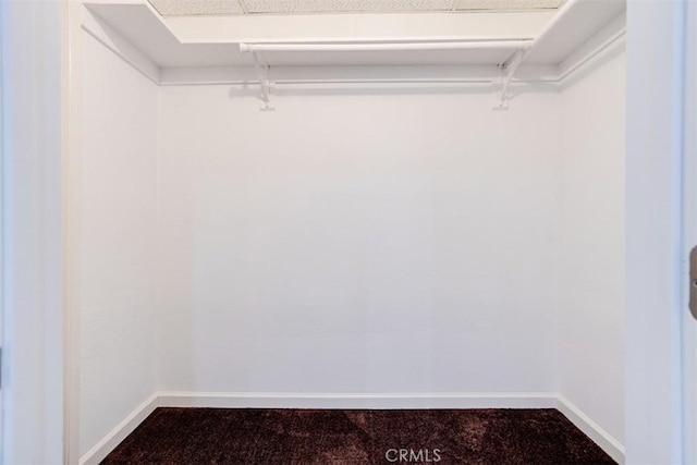 walk in closet featuring carpet floors