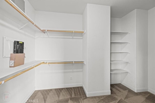 spacious closet featuring carpet floors