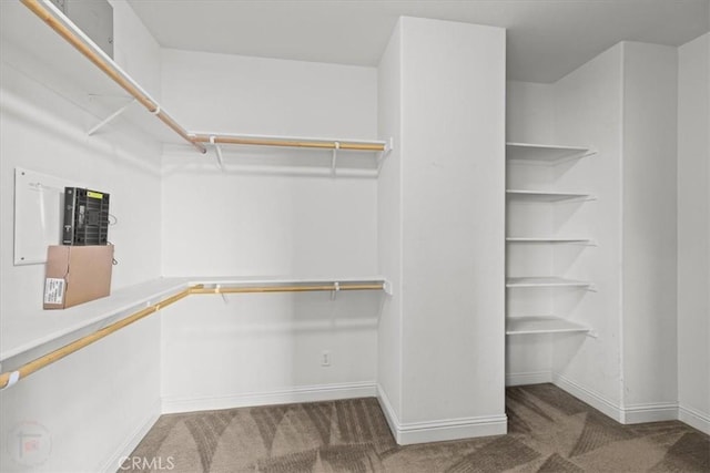 walk in closet with carpet floors