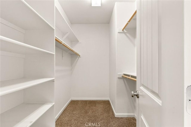 walk in closet with carpet