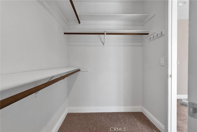 spacious closet featuring carpet