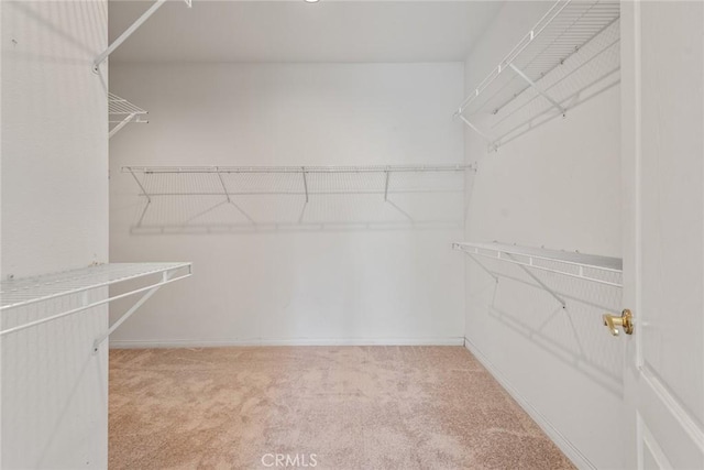 spacious closet with carpet floors