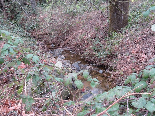 view of local wilderness