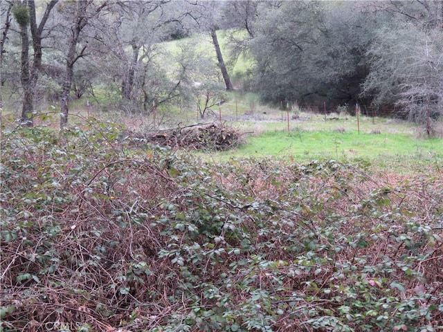 view of yard featuring a view of trees