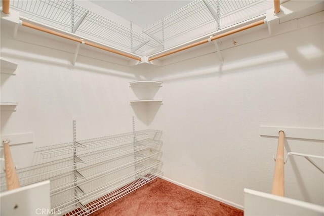 spacious closet featuring carpet floors