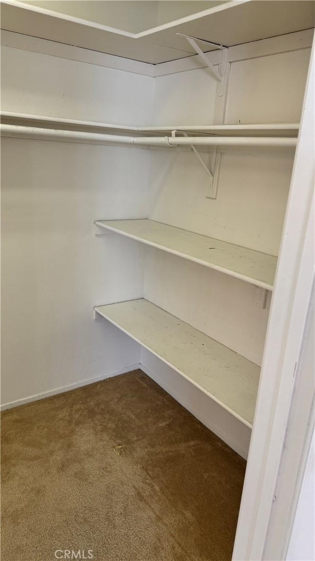 walk in closet with carpet