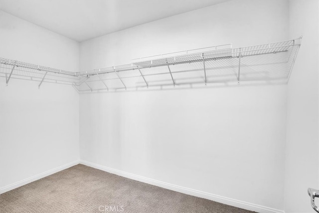 spacious closet featuring carpet flooring