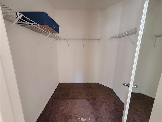 spacious closet with carpet flooring